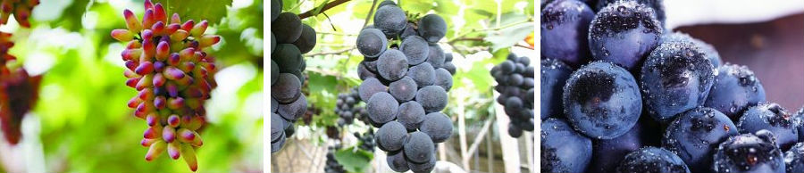 智慧農(nóng)業(yè)為國家葡萄產(chǎn)業(yè)技術(shù)體系南寧站帶來高效與便利