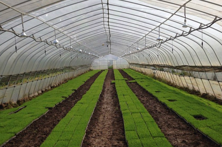 湖南省水稻專業(yè)化集中育秧重點(diǎn)示范區(qū)利用智慧農(nóng)業(yè)技術(shù)提高管理標(biāo)準(zhǔn)