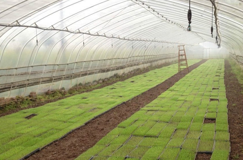 湖南省水稻專業(yè)化集中育秧重點(diǎn)示范區(qū)利用智慧農(nóng)業(yè)技術(shù)提高管理標(biāo)準(zhǔn)