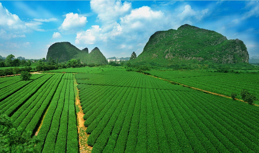 廣西桂林茶葉研究所借助智慧農(nóng)業(yè)技術(shù)開展精細(xì)化種植