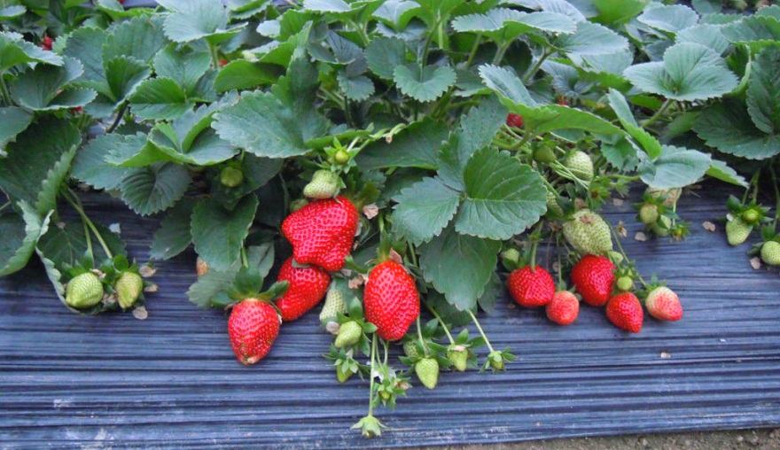 從生產(chǎn)源頭把控品質(zhì),智慧農(nóng)業(yè)監(jiān)控為這里的草莓架起保護(hù)網(wǎng)