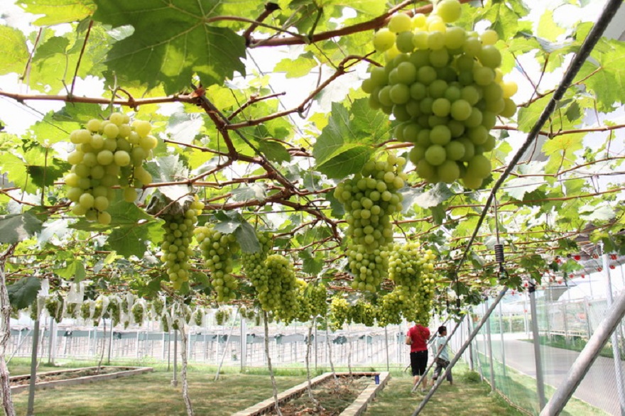 重慶知名農(nóng)業(yè)品牌利用智慧農(nóng)業(yè)技術打造高端“向氏葡萄”