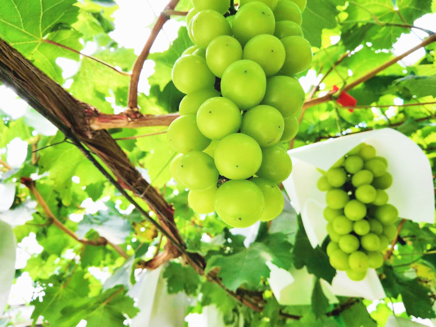 �읙�������a(ch��n)��(sh��)�(y��n)���؏ķN���N����Ʒ�|(zh��)ꖹ�õ���ϼ�����̳�