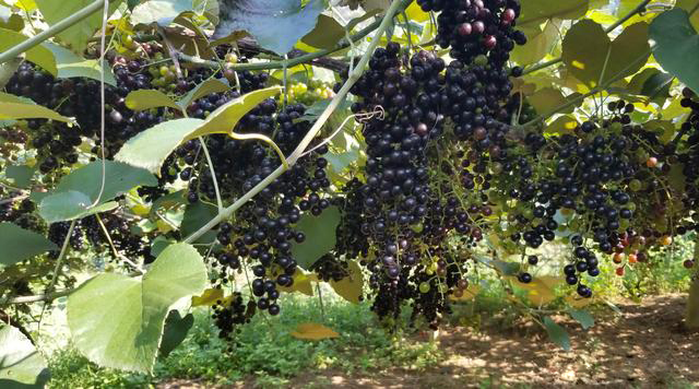 Vr(nng)a(chn)ƷԴ_Nͨ·Ұɽ߳ɽ