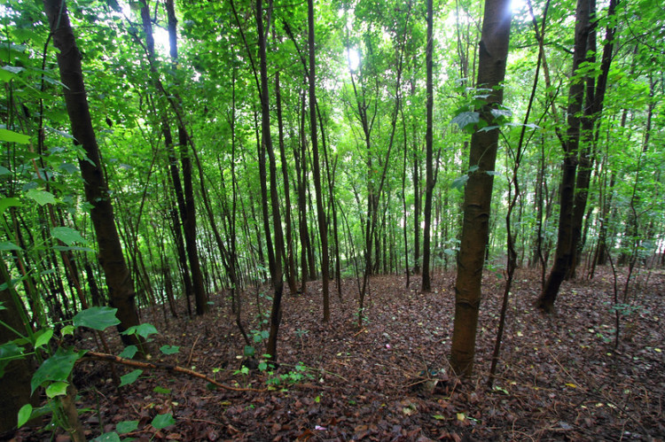 VTɭֹ@ǻr(nng)I(y)g(sh)ɭֻ(zi)