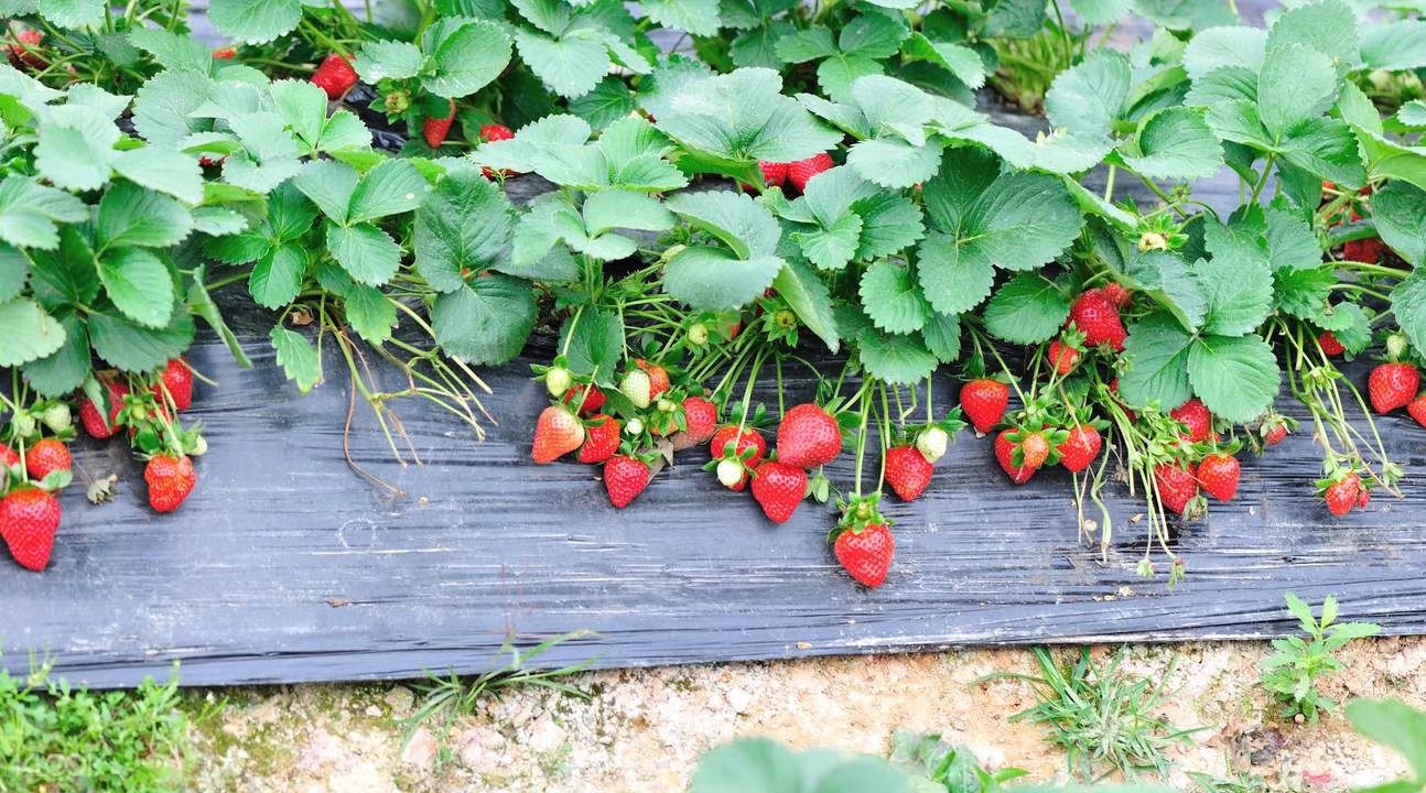 ʹݮֵc(sh)ıǈ(jin)ƵĘ(bio)(zhn)