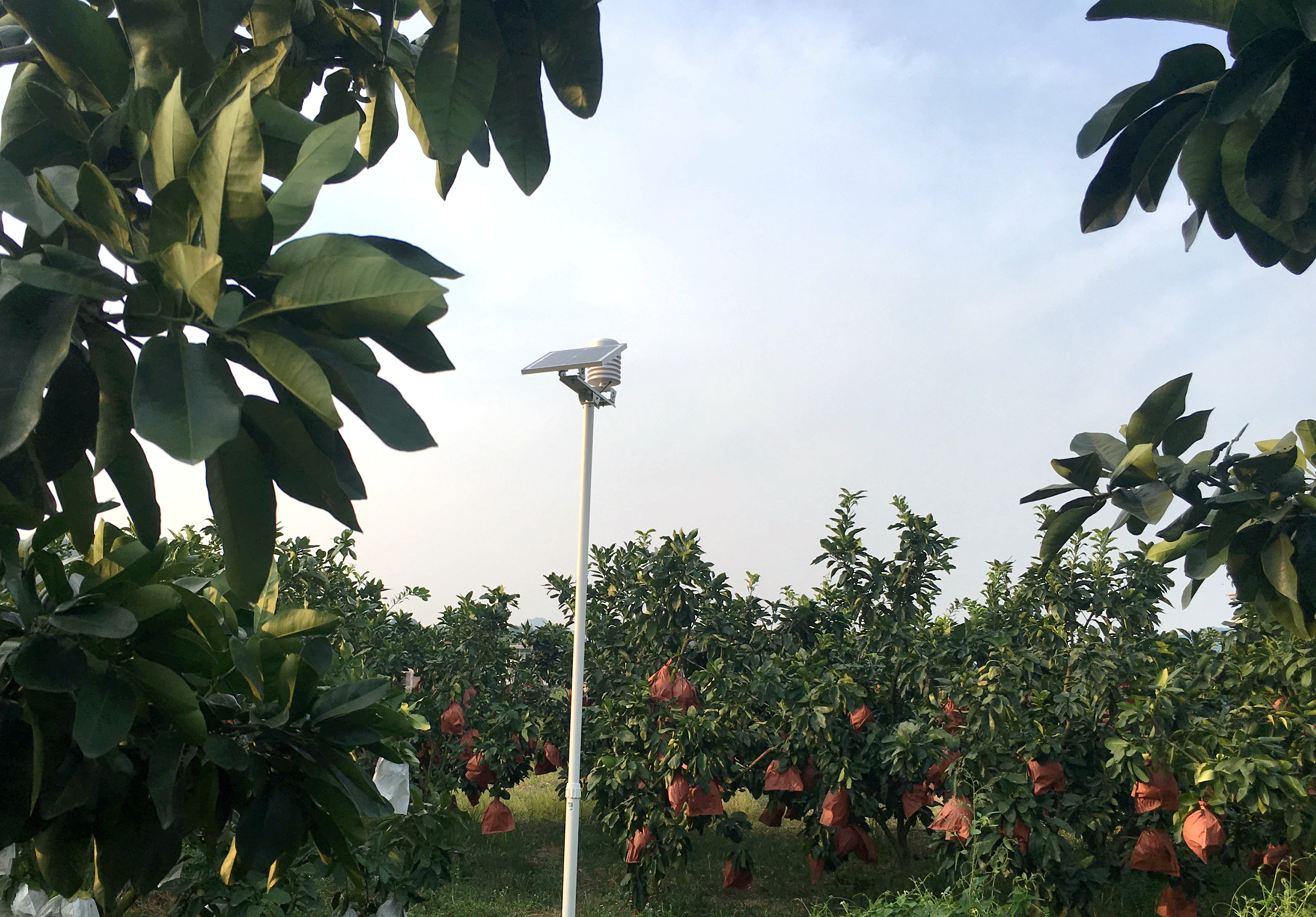 С(w)ǻ۹I(y)a(chn)ƹءt֣ǰA(y)